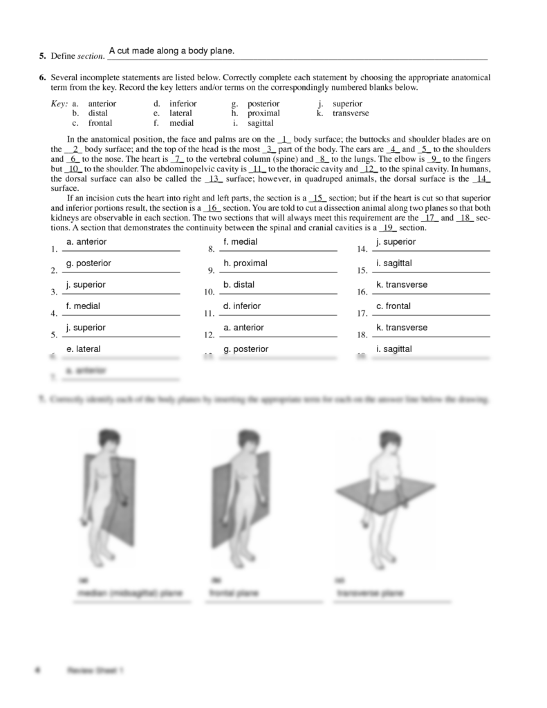 Language Of Anatomy Worksheets Printable Worksheets