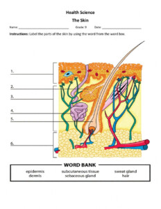 Layers Of The Skin Worksheet