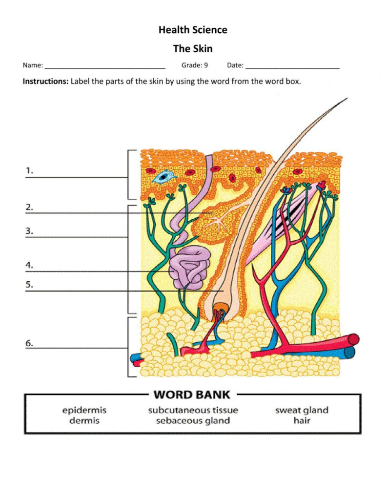 Layers Of The Skin Worksheet
