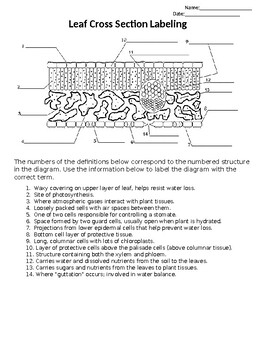 Leaf Anatomy Labeling Worksheet And Key By Matt Sween TPT