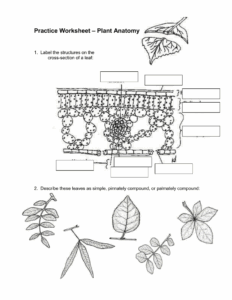 Leaf Anatomy Worksheet Answer Key Sketch Coloring Page