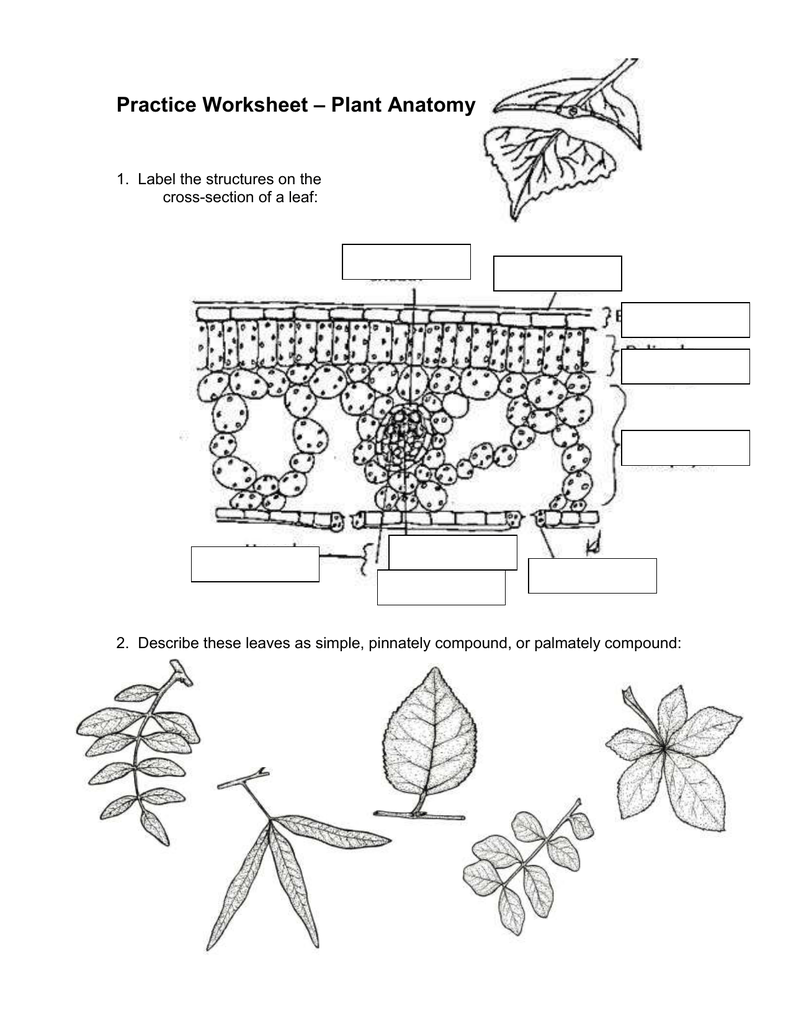 Leaf Anatomy Worksheet Answer Key Sketch Coloring Page