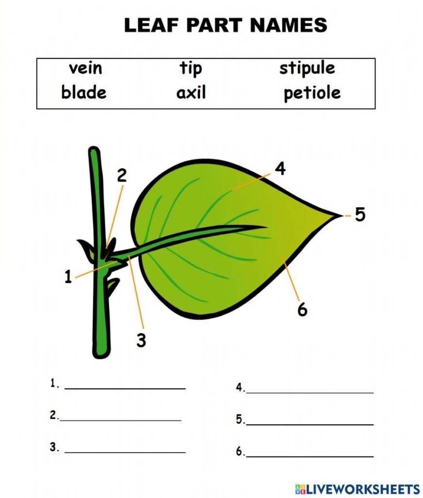 Leaf Parts Worksheet Explore The Anatomy Of Leaves