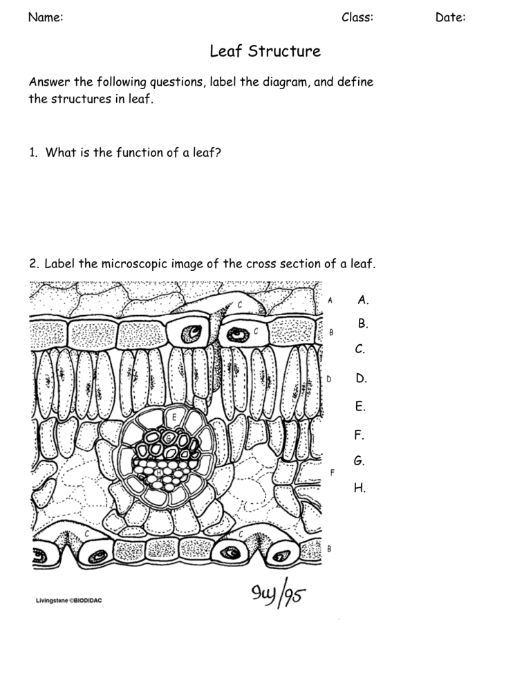 Leaf Structure Worksheet Anatomy And Function