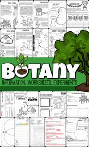 Learn About The Amazing Plants For Kids In Our World With This