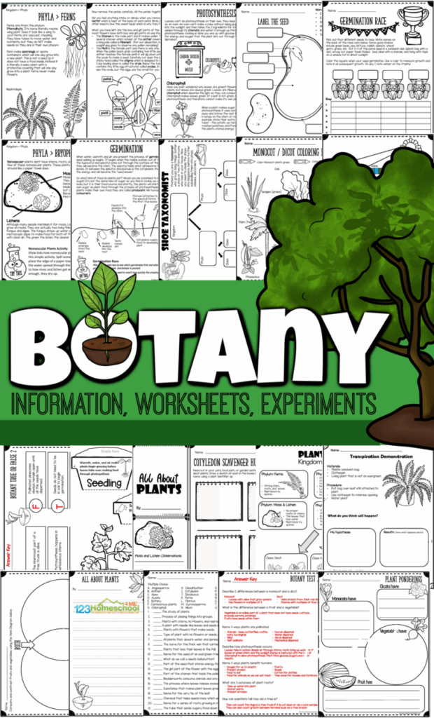 Learn About The Amazing Plants For Kids In Our World With This 