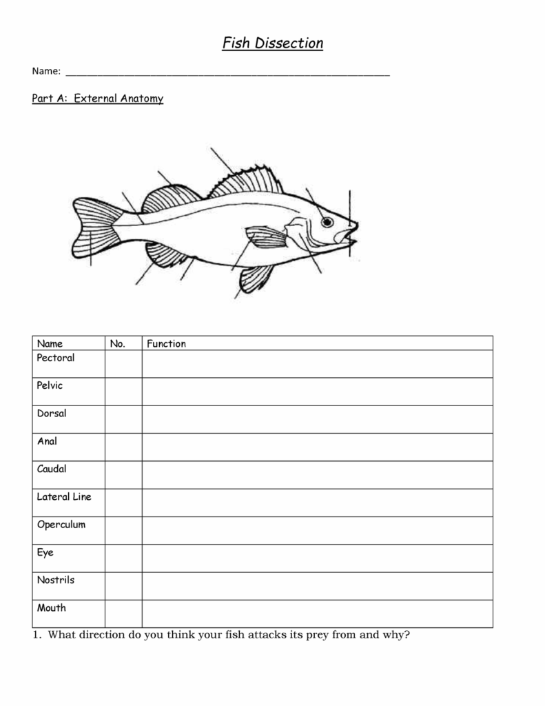 LearnSci LabSim Fish Dissection Worksheets Library
