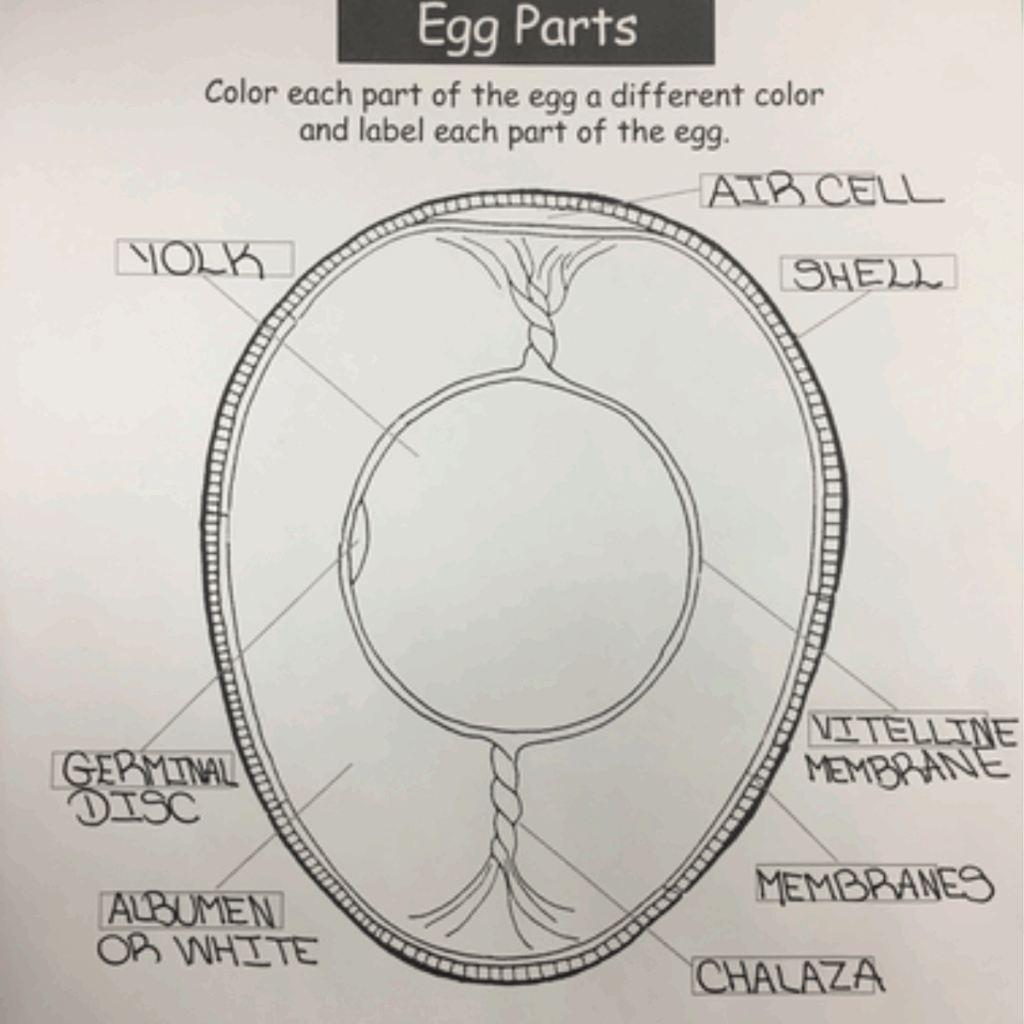 Lets Learn Chicken Egg Anatomy 101 Eggs Meyer Hatchery Blog 