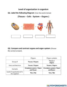 Level Of Organization In Organism Worksheet Live Worksheets