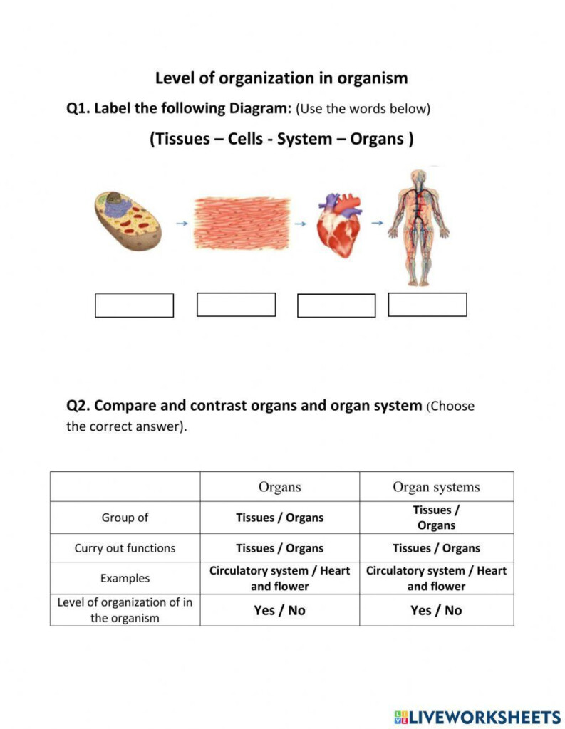 Level Of Organization In Organism Worksheet Live Worksheets 