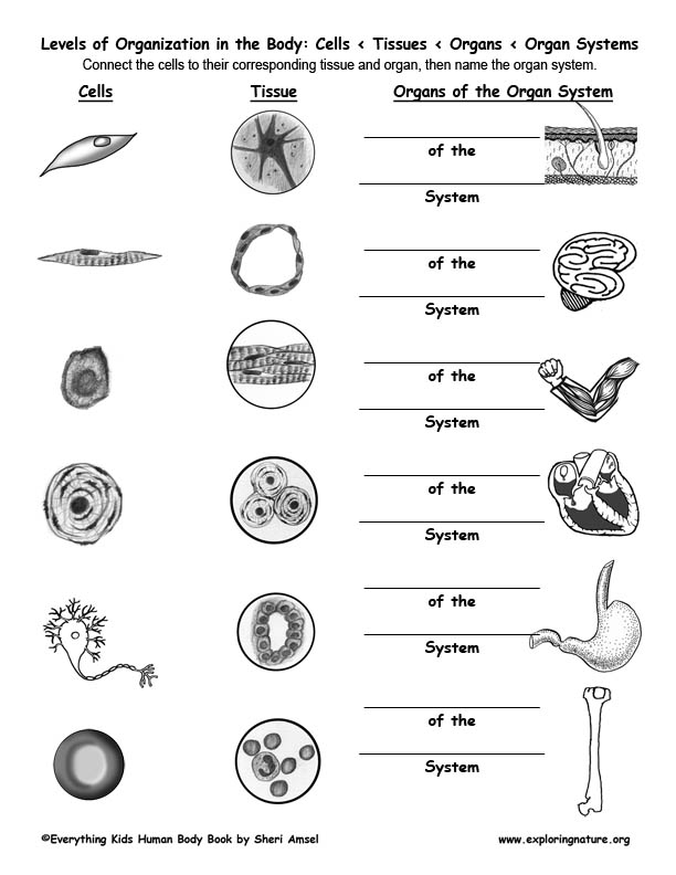 Level Of Organization Worksheet Englishworksheet my id