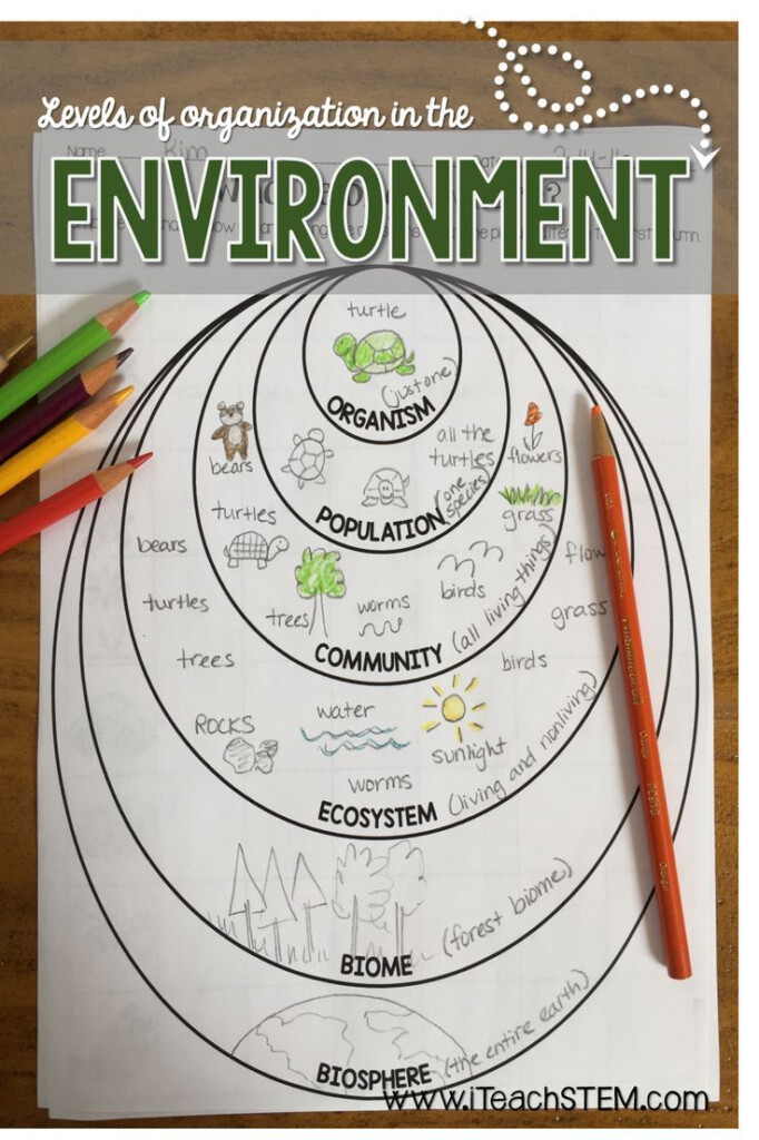 Levels Of Ecological Organization Worksheet