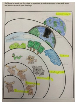 Levels Of Ecological Organization Worksheet By Science Lessons That Rock