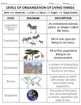 Levels Of Ecological Organization Worksheet