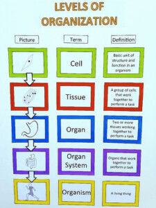 Levels Of Organization Worksheet