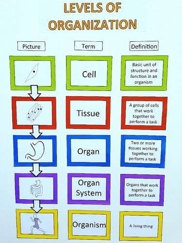 Levels Of Organization Worksheet
