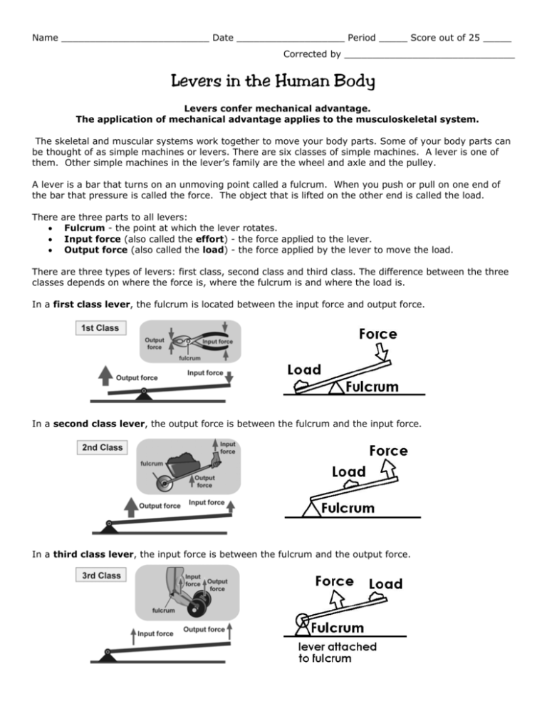Levers In The Human Body Worksheet