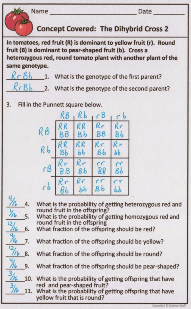 Life Science Genetics Dihybrid Crosses Worksheet Answers 