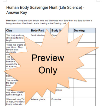 Life Science The Human Body Scavenger Hunt ANSWER KEY TPT
