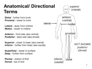 List Of Anatomical Directional Terms
