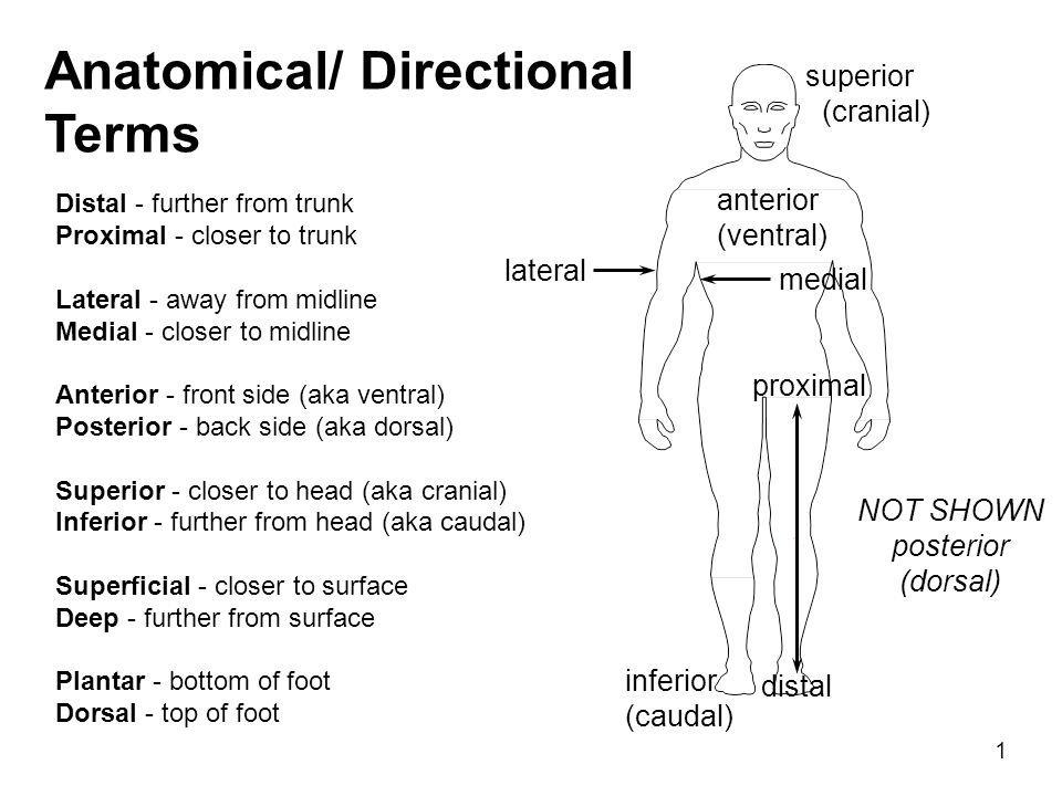 List Of Anatomical Directional Terms