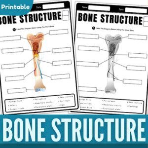 Long Bone Anatomy Labeling Worksheet Label The Long Bone Diagram
