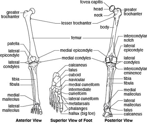 Lower Limb Skeleton Anatomy Bones Lower Limb Anatomy Flashcards