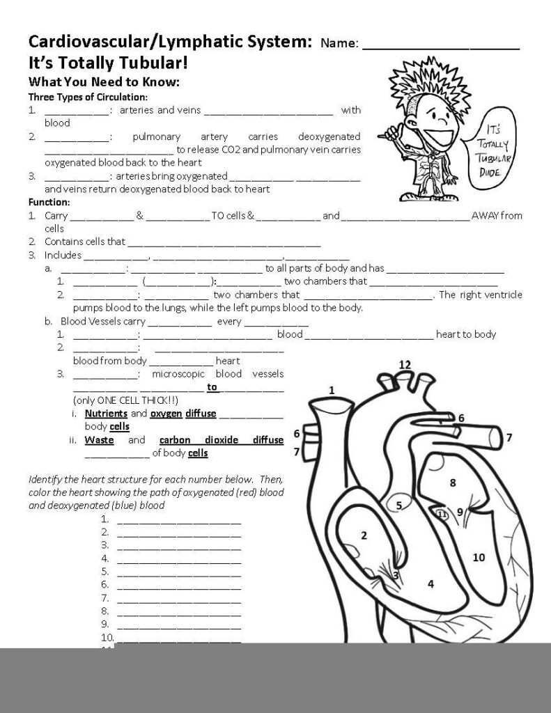 Lymphatic System Worksheet Honors Anatomy Anatomy Worksheets