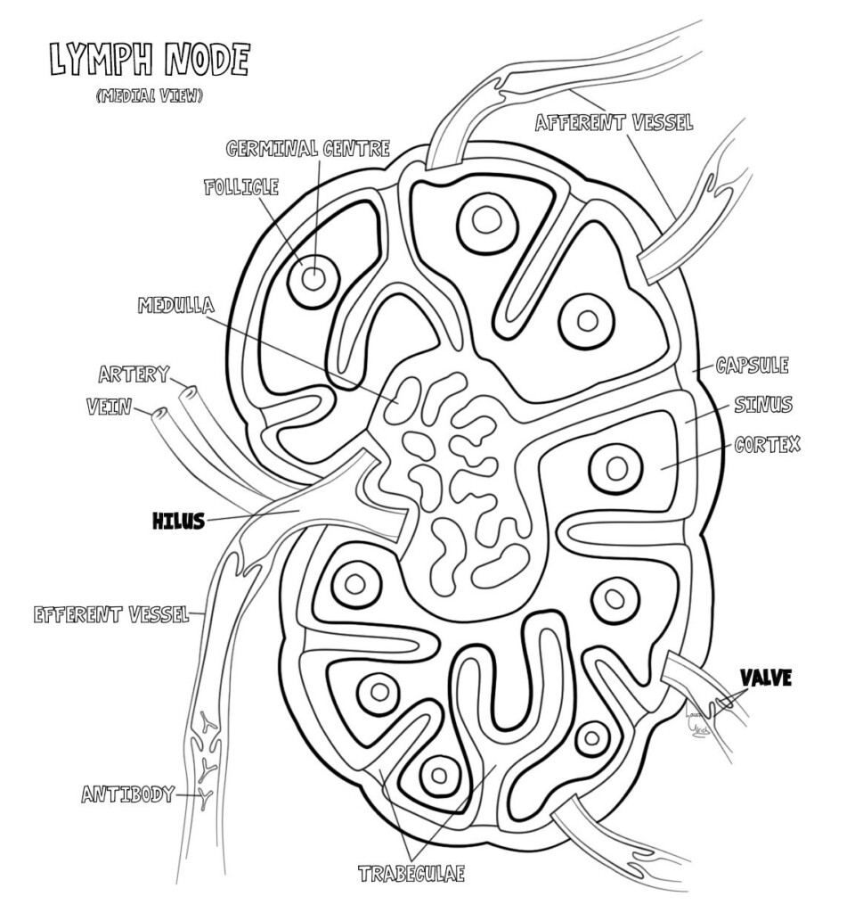 Lymphatic System Worksheet Honors Anatomy Anatomy Worksheets