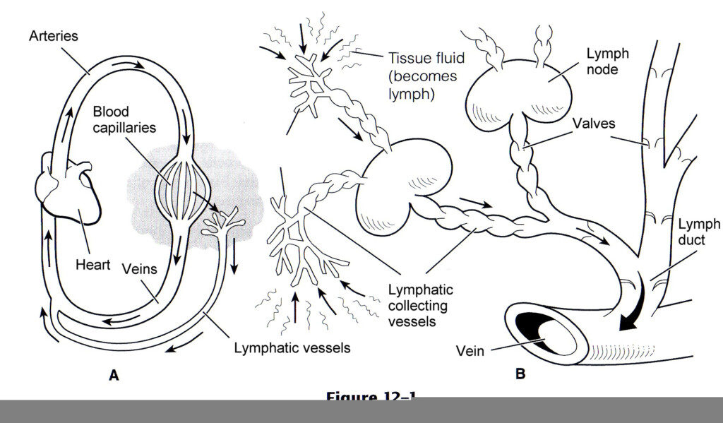Lymphatic System Worksheet Honors Anatomy Answers Anatomy Worksheets