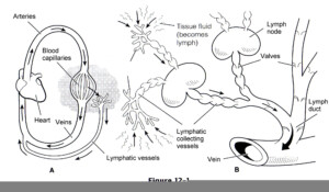 Lymphatic System Worksheet Honors Anatomy Answers Anatomy Worksheets