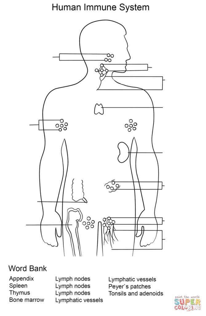 Lymphatic System Worksheet Honors Anatomy Answers Anatomy Worksheets