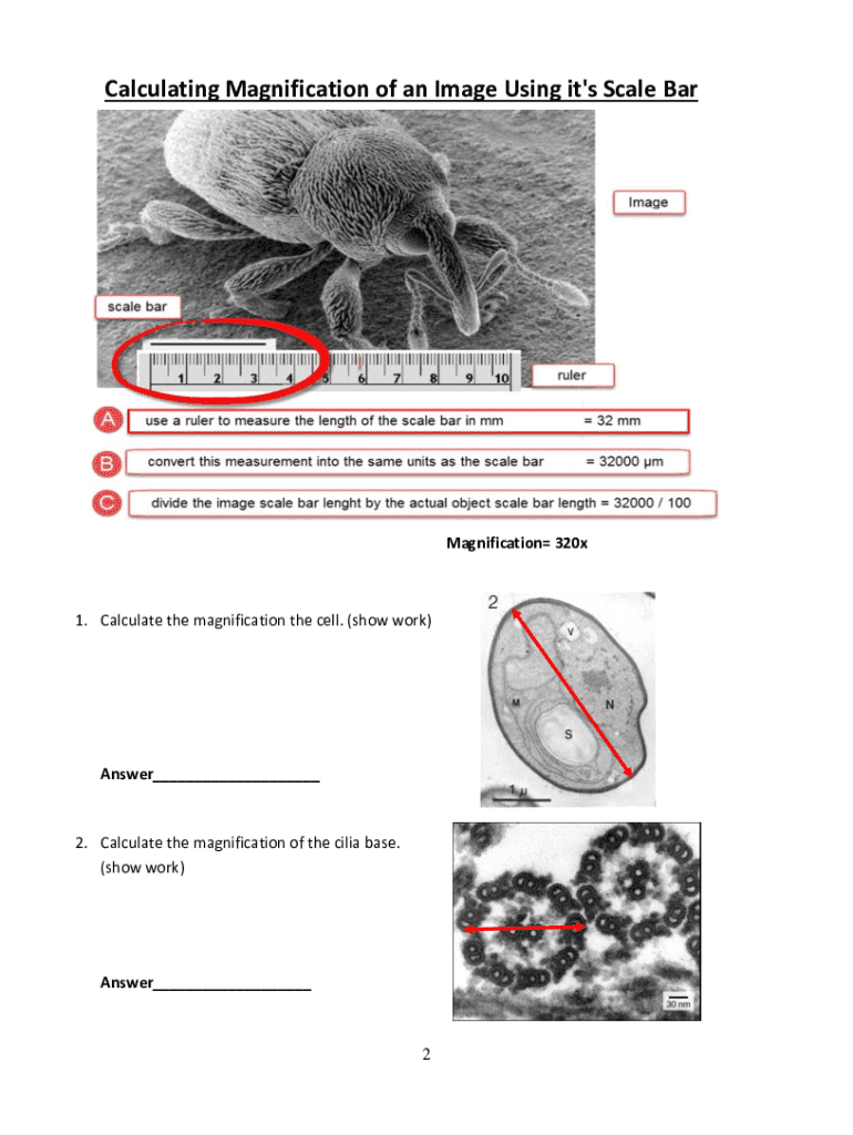 Magnification Workbook PDF Worksheets Library