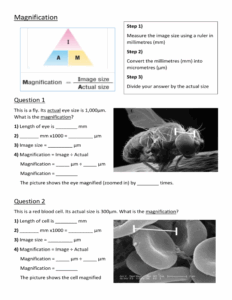 Magnification Worksheet Biology Practice Problems