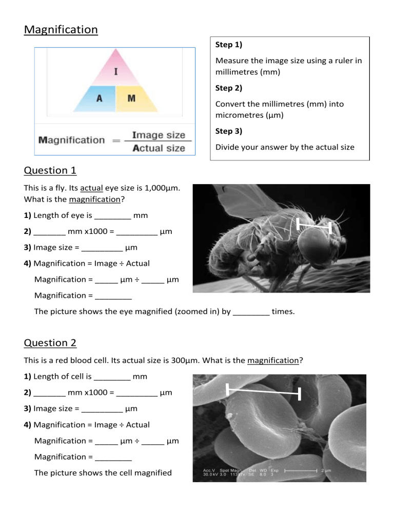 Magnification Worksheet Biology Practice Problems