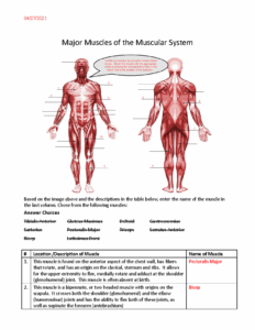Major Muscles Worksheet 04 27 Major Muscles Of The Muscular System