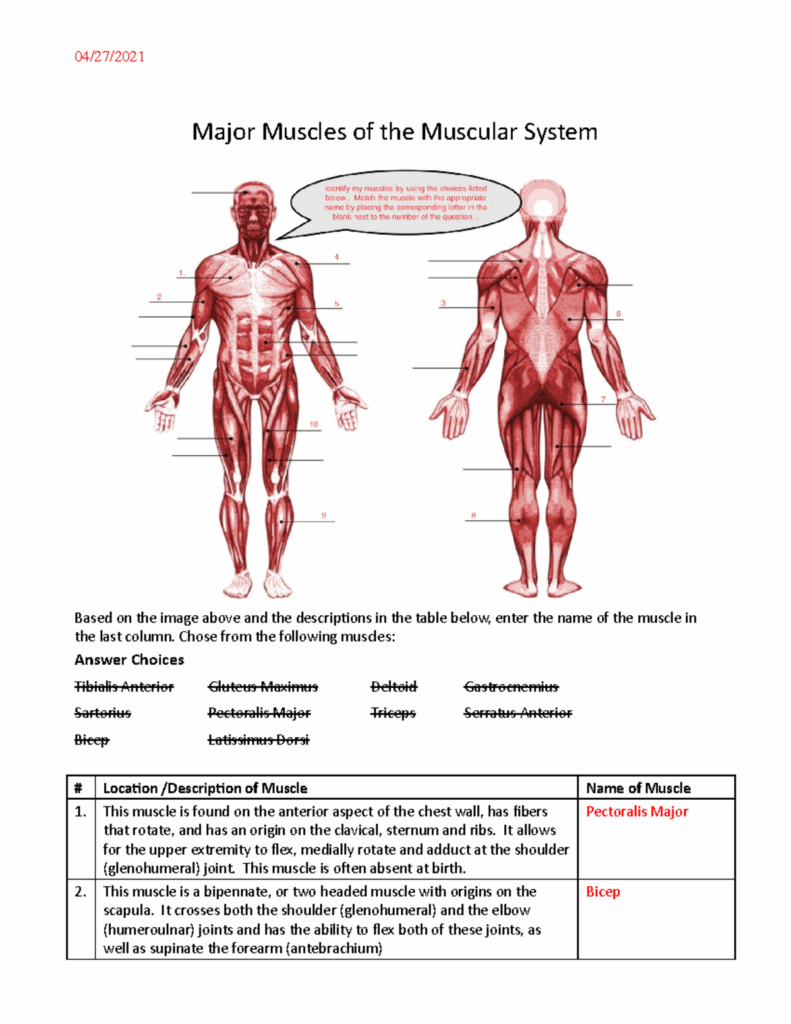Major Muscles Worksheet 04 27 Major Muscles Of The Muscular System 