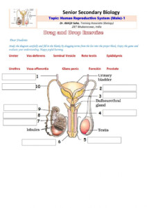 Male Reproductive Anatomy Worksheet Anatomy Worksheets