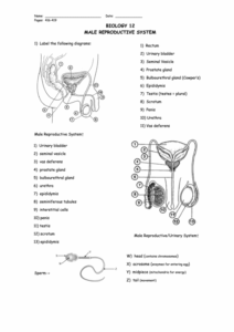 Male Reproductive Anatomy Worksheet Anatomy Worksheets