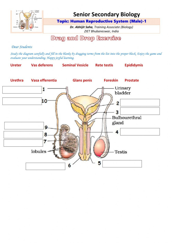 Male Reproductive Anatomy Worksheet Anatomy Worksheets