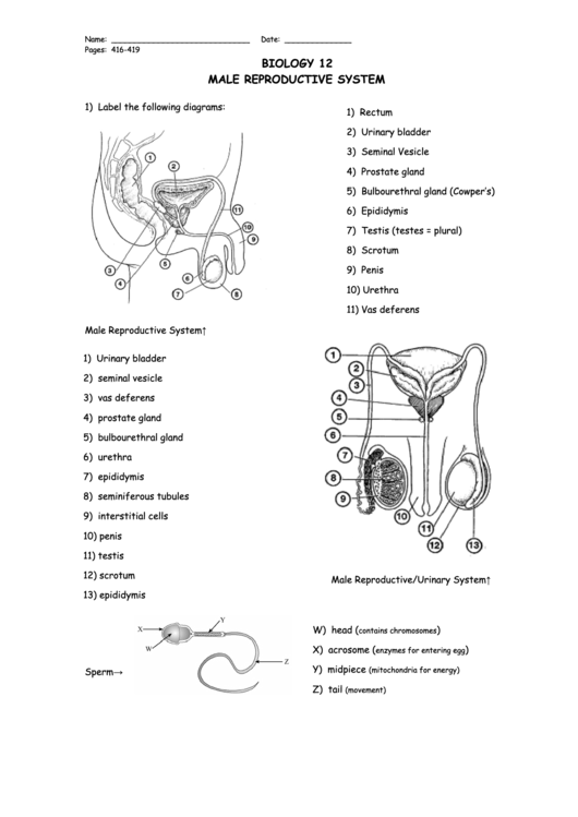 Male Reproductive Anatomy Worksheet Anatomy Worksheets