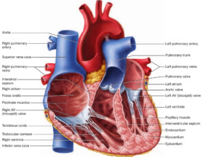 Mammalian Heart Anatomy Worksheet Internal Anatomy Worksheets