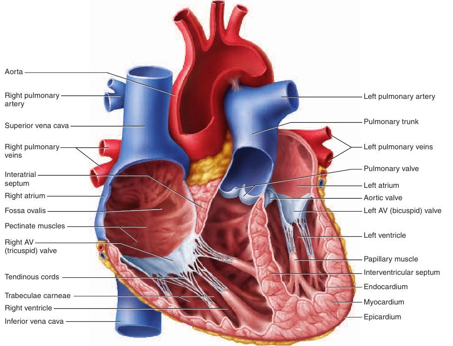 Mammalian Heart Anatomy Worksheet Internal Anatomy Worksheets