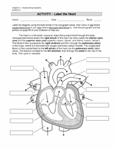 Mammalian Heart Anatomy Worksheet Internal Answers Anatomy Worksheets