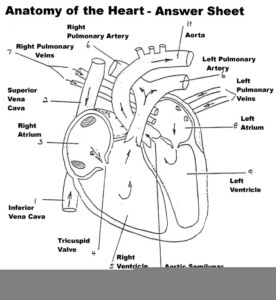 Mammalian Heart Anatomy Worksheet Internal Answers Anatomy Worksheets