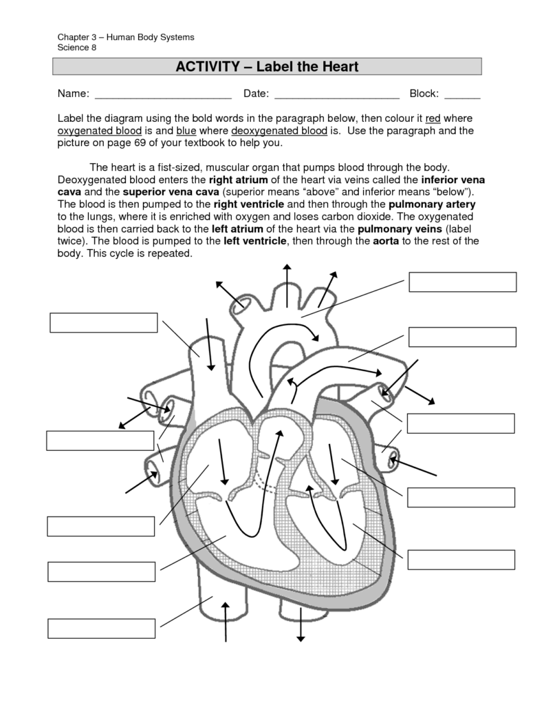 Mammalian Heart Anatomy Worksheet Internal Answers Anatomy Worksheets