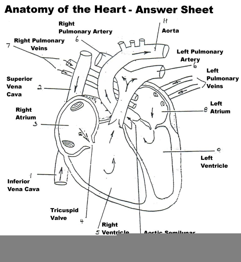 Mammalian Heart Anatomy Worksheet Internal Answers Anatomy Worksheets