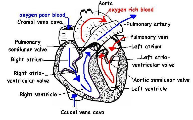 Mammalian Heart Anatomy Worksheet Internal Answers Anatomy Worksheets