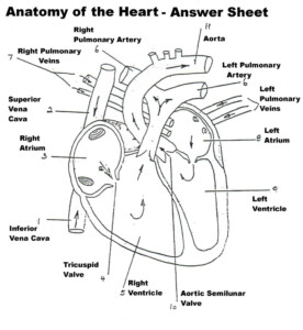 Mammalian Heart Anatomy Worksheet Internal Answers Anatomy Worksheets