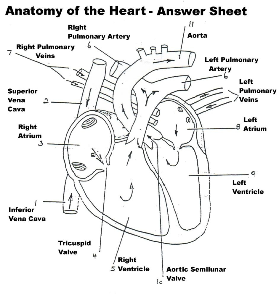 Mammalian Heart Anatomy Worksheet Internal Answers Anatomy Worksheets
